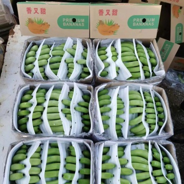 香蕉，广西香蕉皮毛漂亮干净，索道配套设施齐全