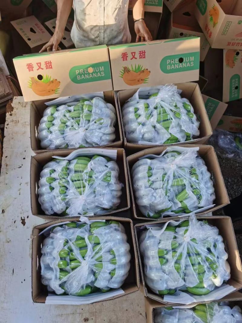 香蕉，广西香蕉皮毛漂亮干净，索道配套设施齐全