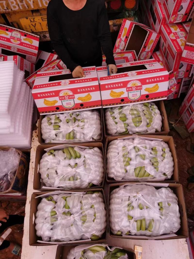 香蕉，广西香蕉皮毛漂亮干净，索道配套设施齐全