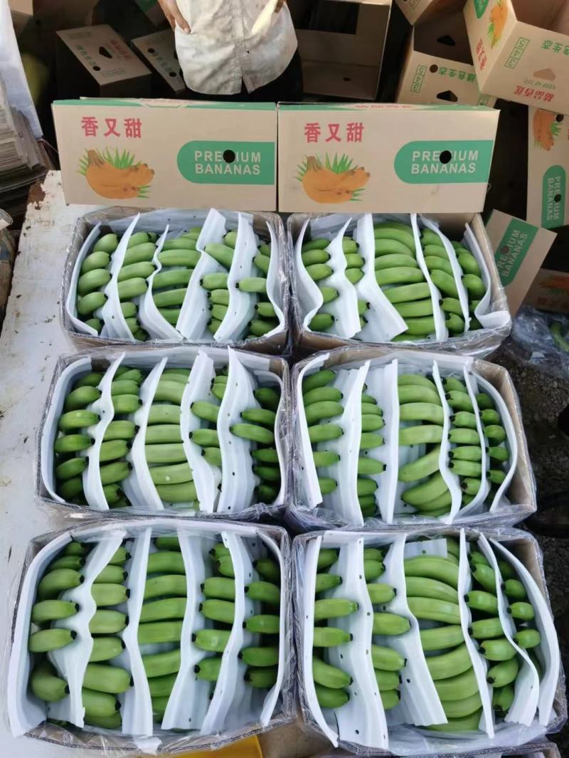 香蕉，广西香蕉皮毛漂亮干净，索道配套设施齐全