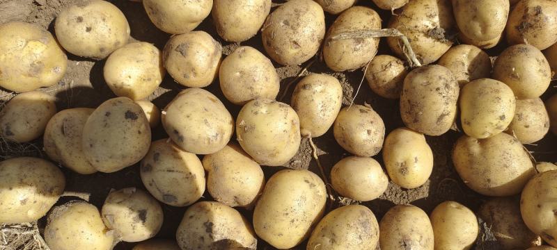 土豆小土豆1到3两，迷你小土豆对接全国电商商超