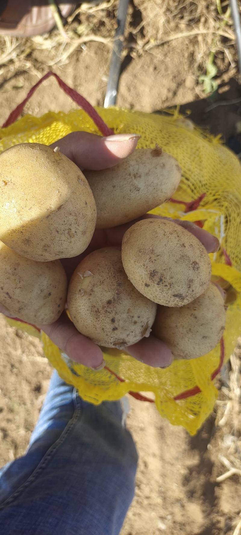 土豆小土豆1到3两，迷你小土豆对接全国电商商超
