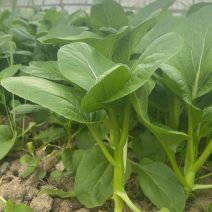 【推】菜心菜苔商超，工厂学校，社区食堂，团购扎把，一手货