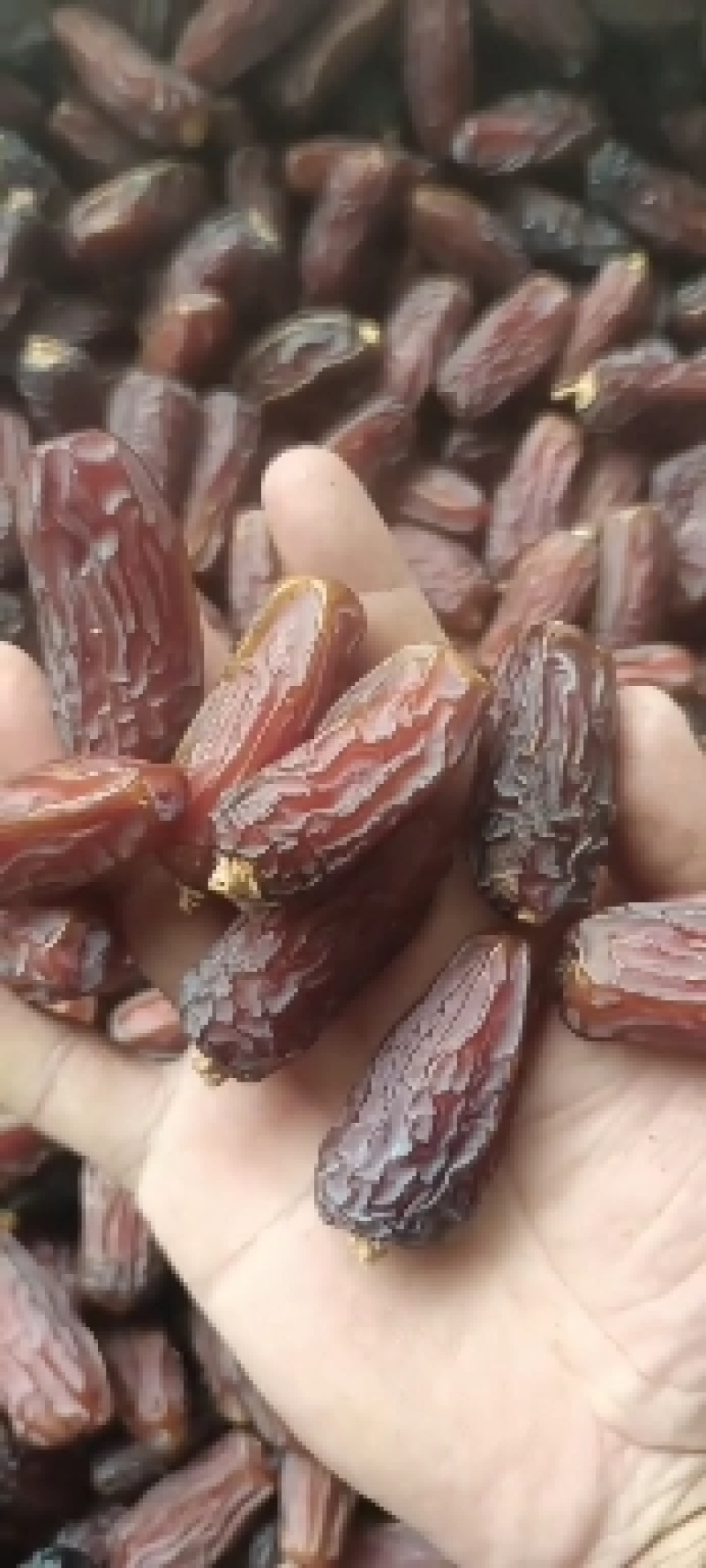 沙特阿拉伯椰枣，直供各大电商网红平台，河北总代理一手货源