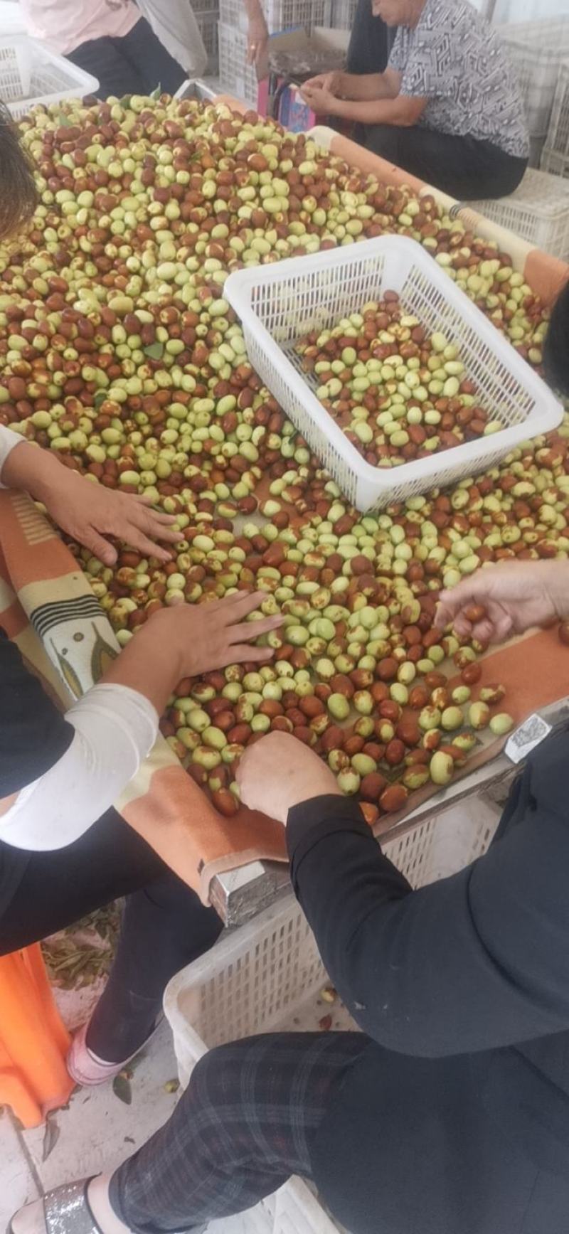 金丝小枣