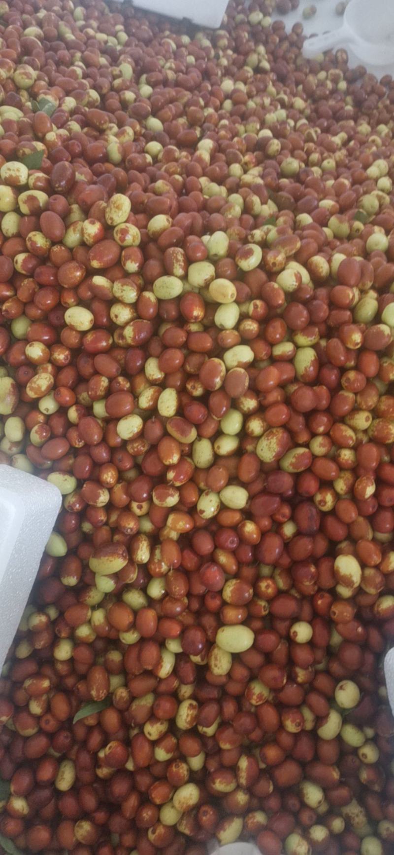 金丝小枣
