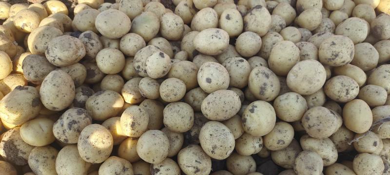 土豆小土豆1到3两，迷你小土豆对接全国电商商超