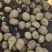 土豆小土豆1到3两，迷你小土豆对接全国电商商超