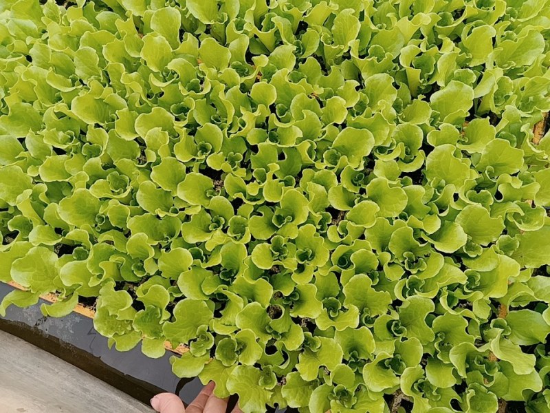 意大利生菜苗、秧苗叶片肥大颗头壮实、根系发达、无病症