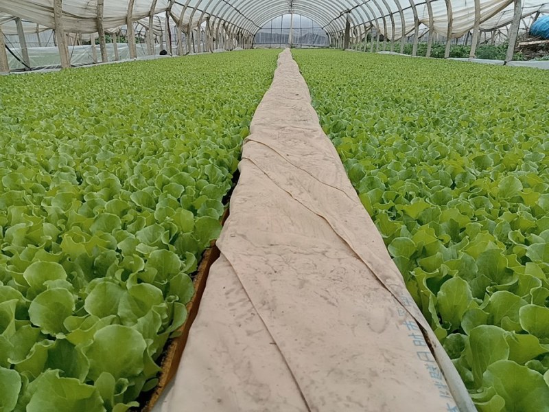 意大利生菜苗、秧苗叶片肥大颗头壮实、根系发达、无病症