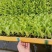 意大利生菜苗、秧苗叶片肥大颗头壮实、根系发达、无病症