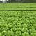 意大利生菜苗、秧苗叶片肥大颗头壮实、根系发达、无病症
