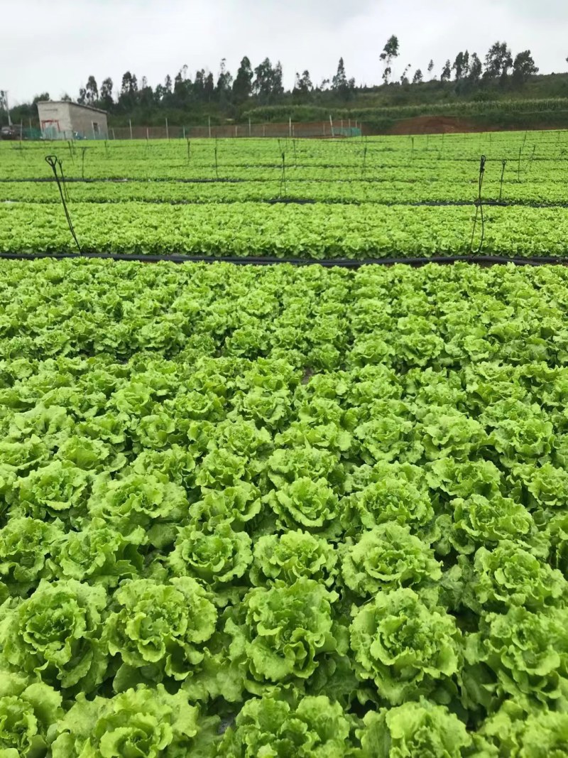 意大利生菜苗、秧苗叶片肥大颗头壮实、根系发达、无病症
