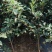 烟富8苹果苗红思尼克苹果苗2001苹果苗