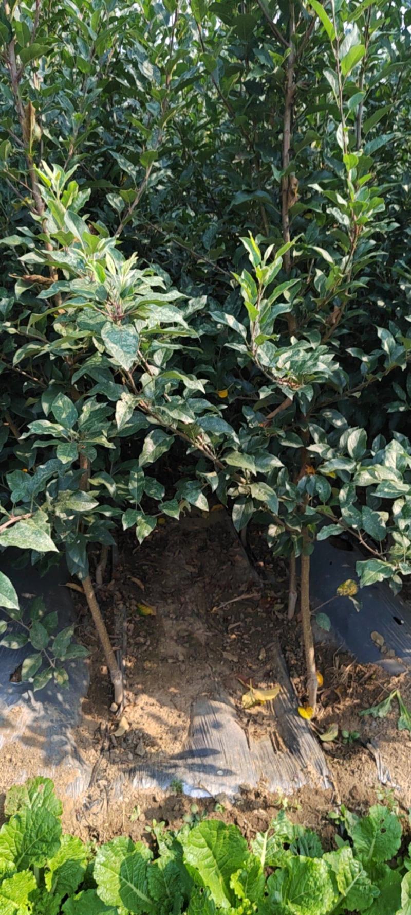 烟富8苹果苗红思尼克苹果苗2001苹果苗