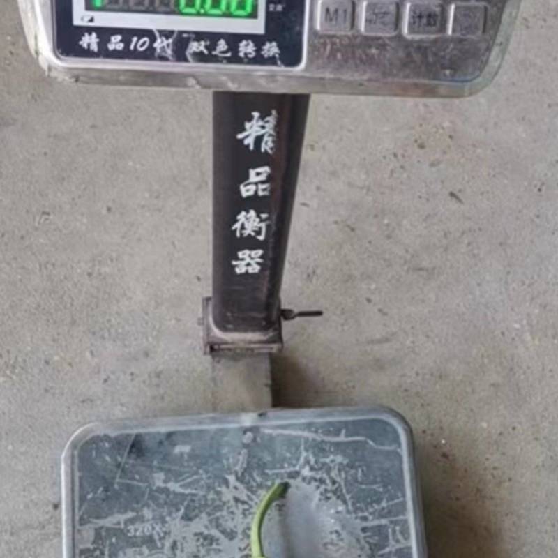 圆葫，本地大型基地蔬菜，各种单品
