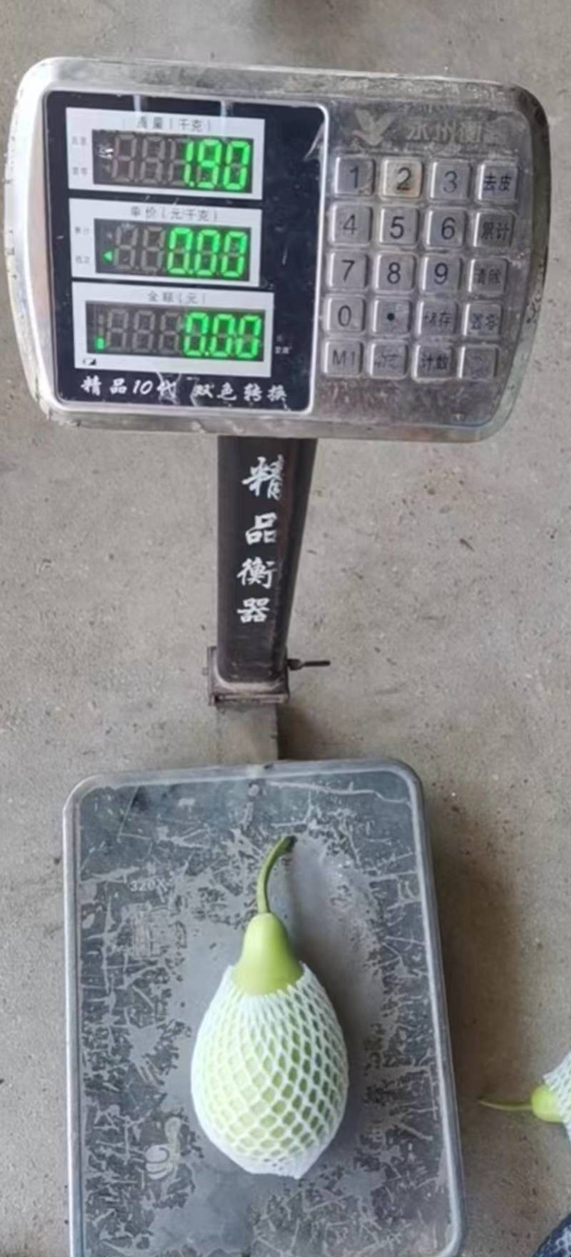 圆葫，本地大型基地蔬菜，各种单品