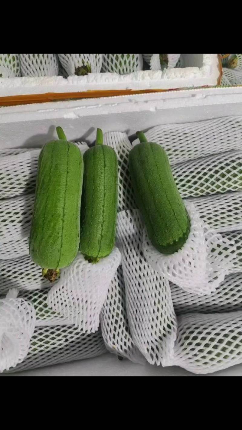 圆葫，本地大型基地蔬菜，各种单品