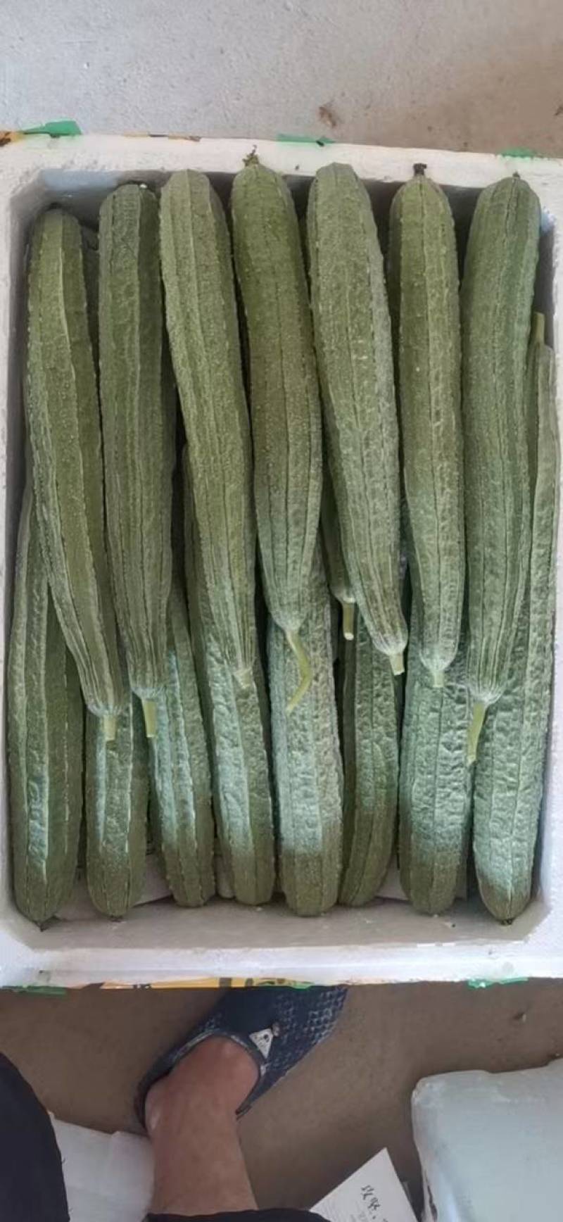 圆葫，本地大型基地蔬菜，各种单品