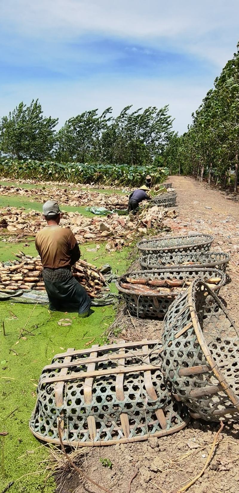 洪湖莲藕，地标授权，千亩基地，产地直供！欢迎电联采购