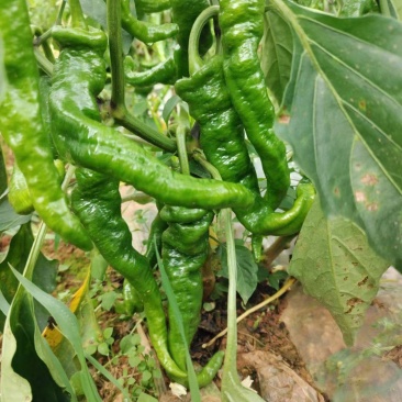 螺丝椒