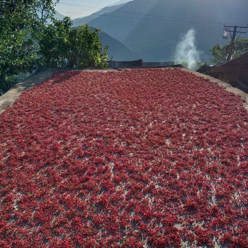 阿坝州汶川大红袍花椒