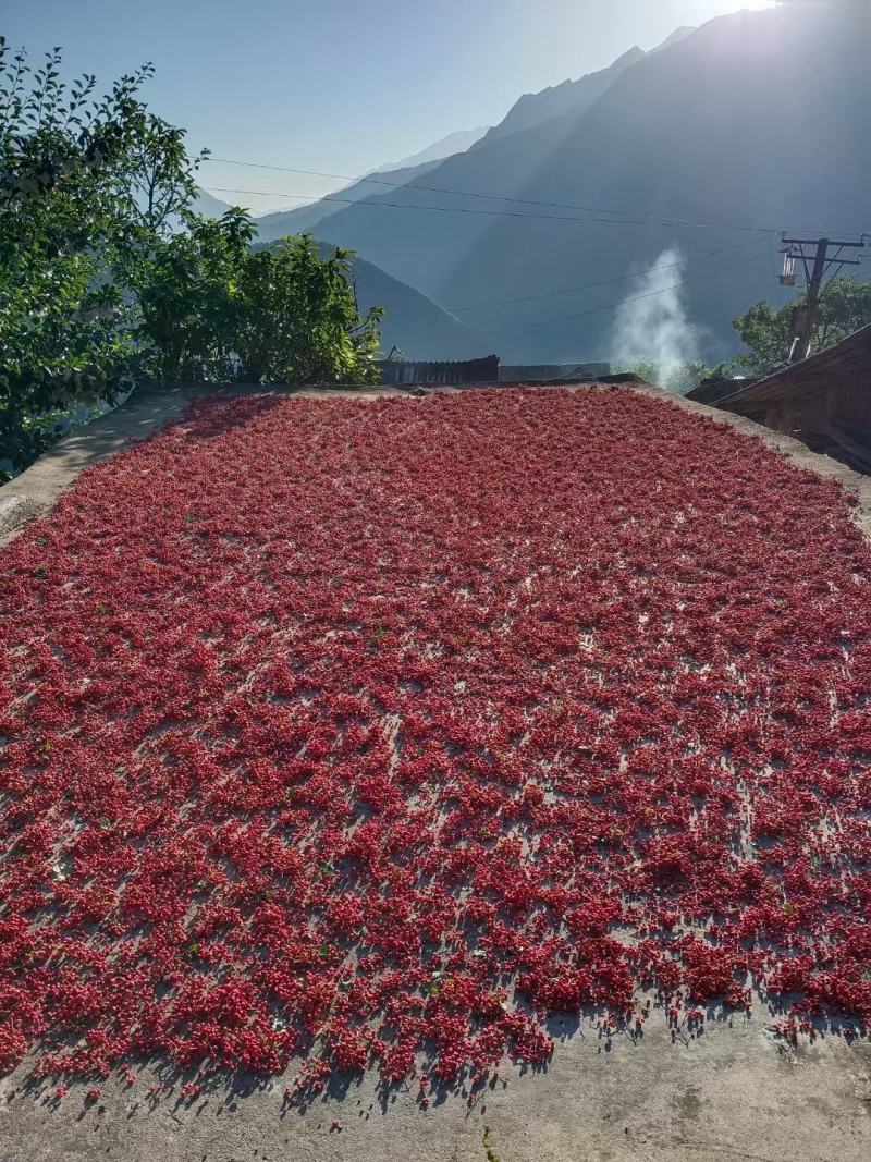 阿坝州汶川大红袍花椒