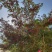 阿坝州汶川大红袍花椒