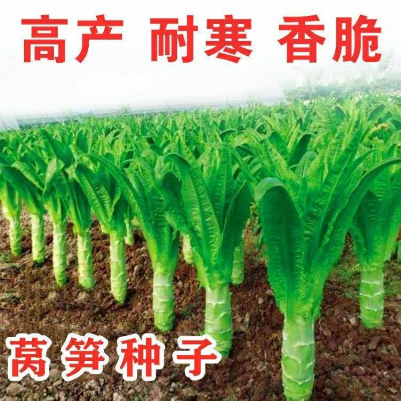 三青尖峰莴笋种子绿肉尖叶农家青笋耐寒春秋高产嫩脆莴苣种子