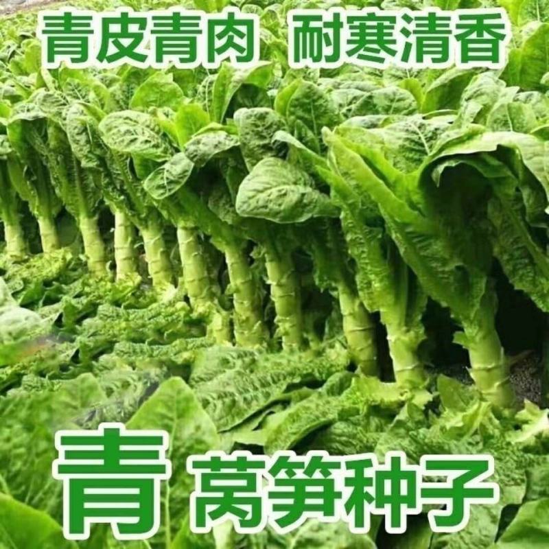 三青尖峰莴笋种子绿肉尖叶农家青笋耐寒春秋高产嫩脆莴苣种子