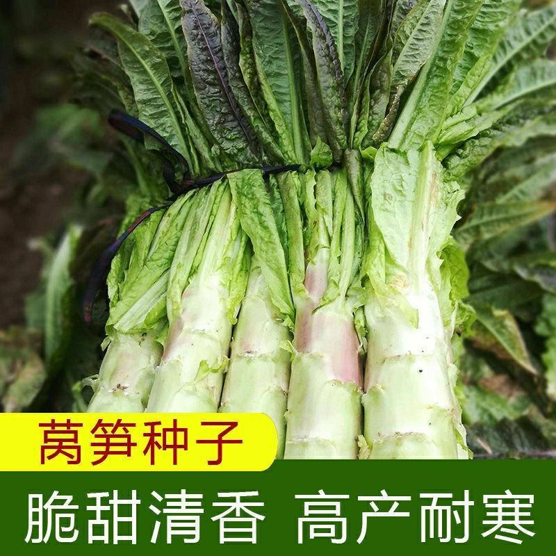三青尖峰莴笋种子绿肉尖叶农家青笋耐寒春秋高产嫩脆莴苣种子