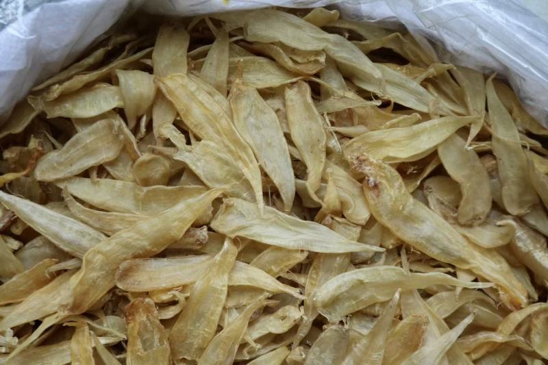 250头豆仁胶公鱼胶花胶长条公肚头数标准