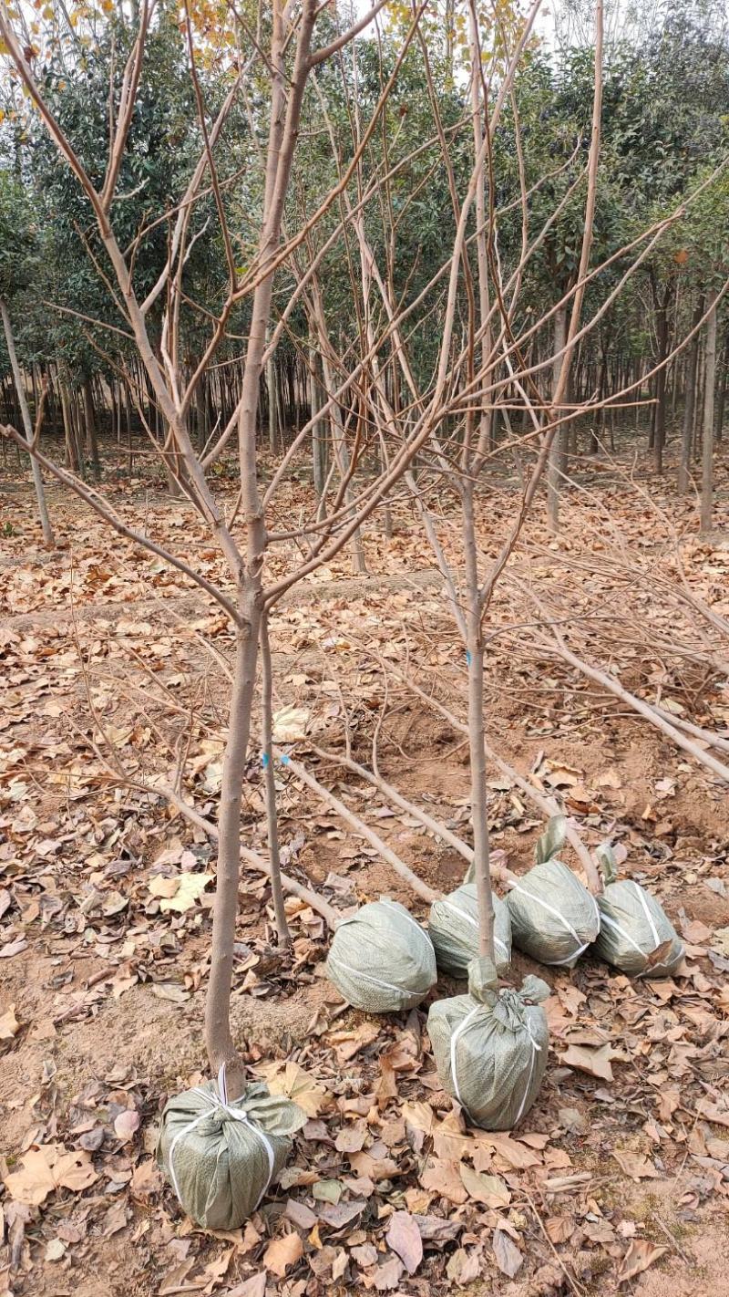 柿子树，3～5公分截头发帽树形，冠幅好，规格品种多库存