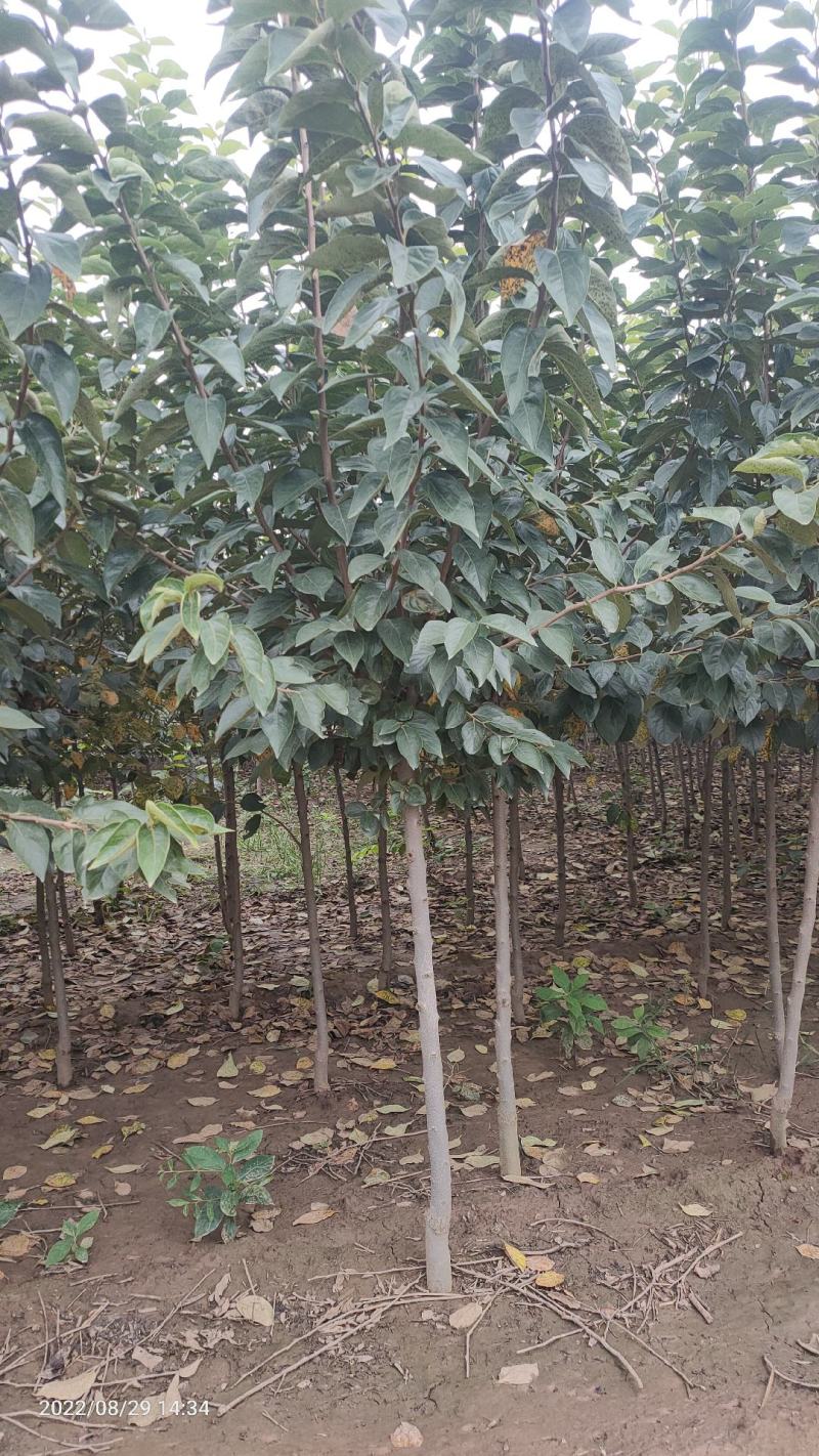 柿子树，3～5公分截头发帽树形，冠幅好，规格品种多库存