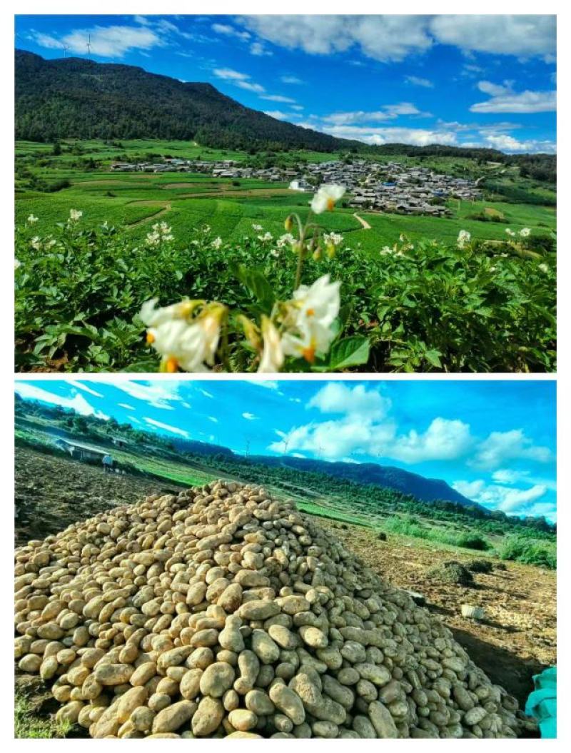 云南丽薯六号，青薯，青薯黄心黄皮土豆，丽薯白皮，源头供应