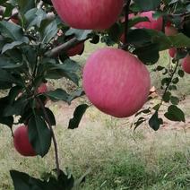 陕西洛川水晶红富士苹果现在乙经成熟欢迎各位果商前来选购