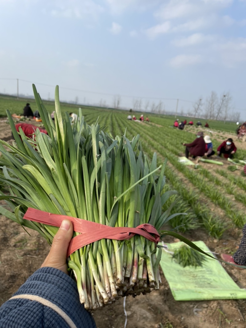 韭菜，头刀，食品厂，加工厂，量大从优