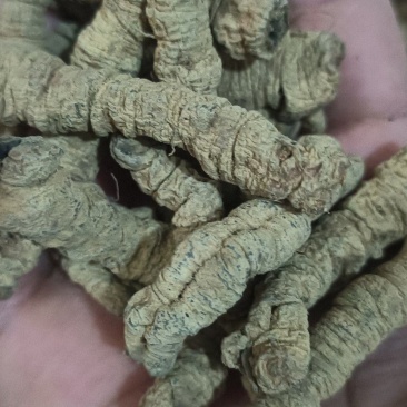 巴戟天抽芯巴戟肉，大选中选，常年经营，经营大货，量大从优