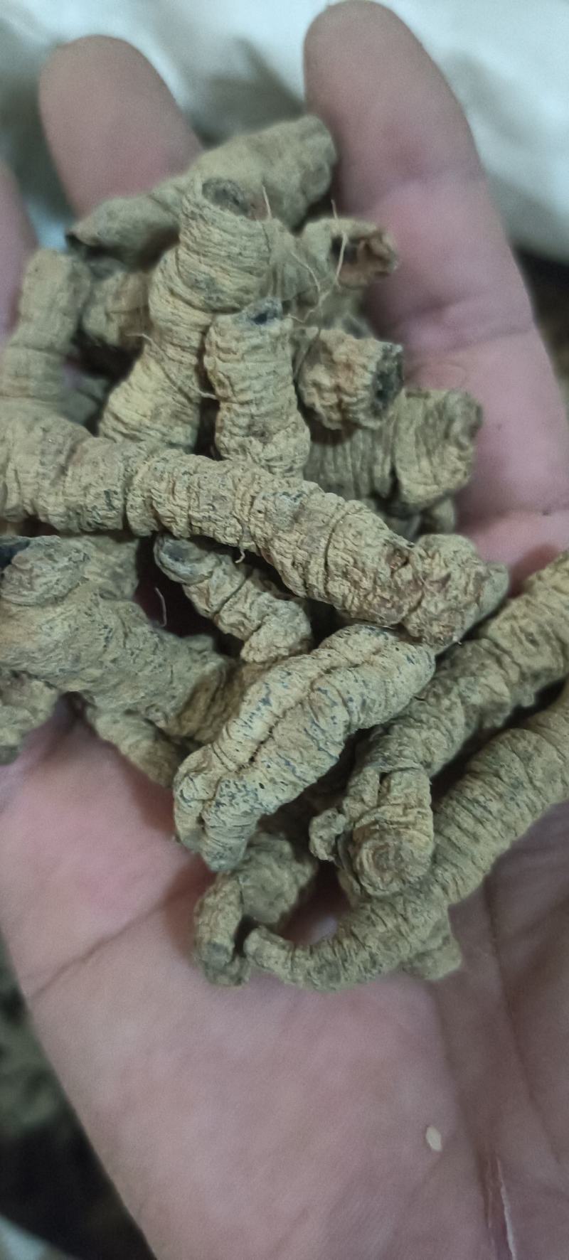巴戟天抽芯巴戟肉，大选中选，常年经营，经营大货，量大从优