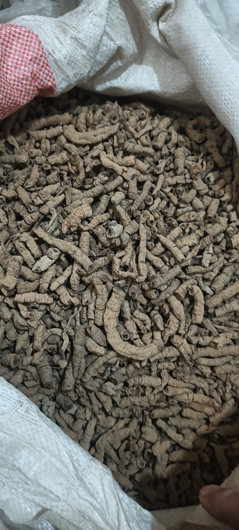 巴戟天抽芯巴戟肉，大选中选，常年经营，经营大货，量大从优
