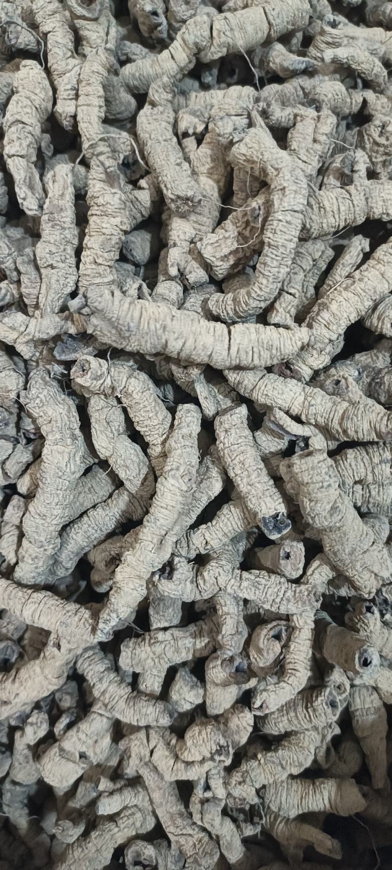 巴戟天抽芯巴戟肉，大选中选，常年经营，经营大货，量大从优