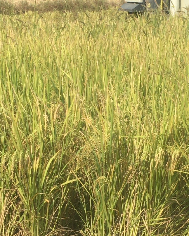 早稻谷子