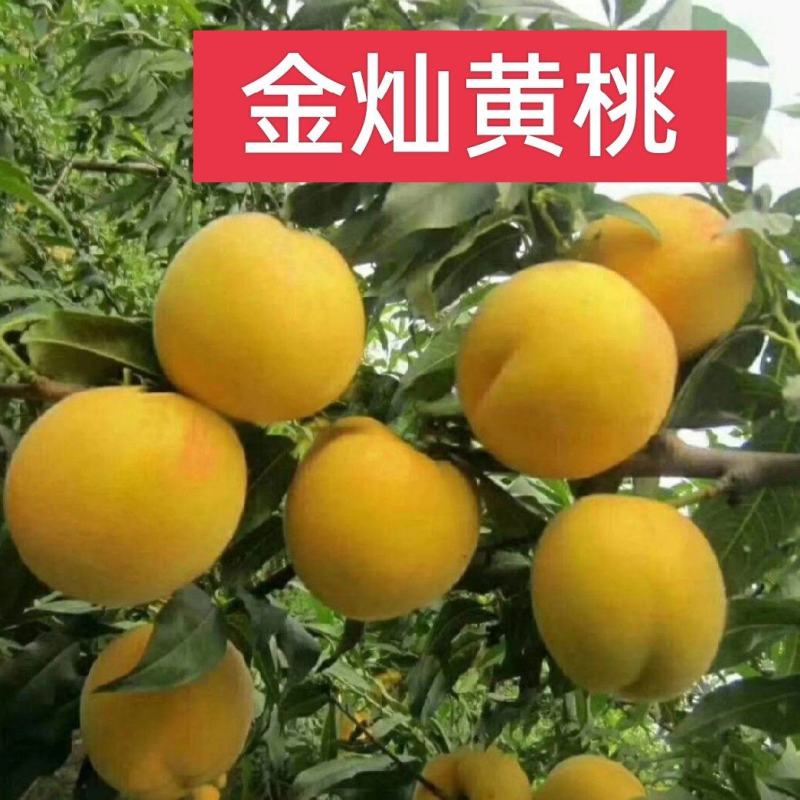 黄桃苗，金灿黄桃苗，6月上旬早熟采摘期长；金凤黄桃7月初