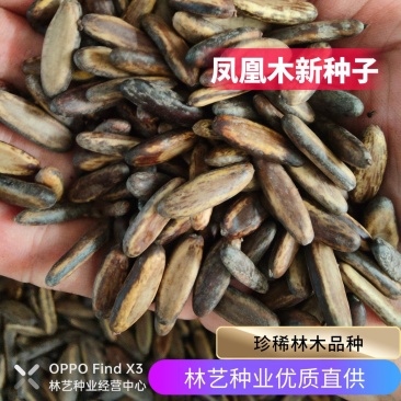 凤凰木树种子包邮红花楹树种子开红花树火树影树金凤景观绿化