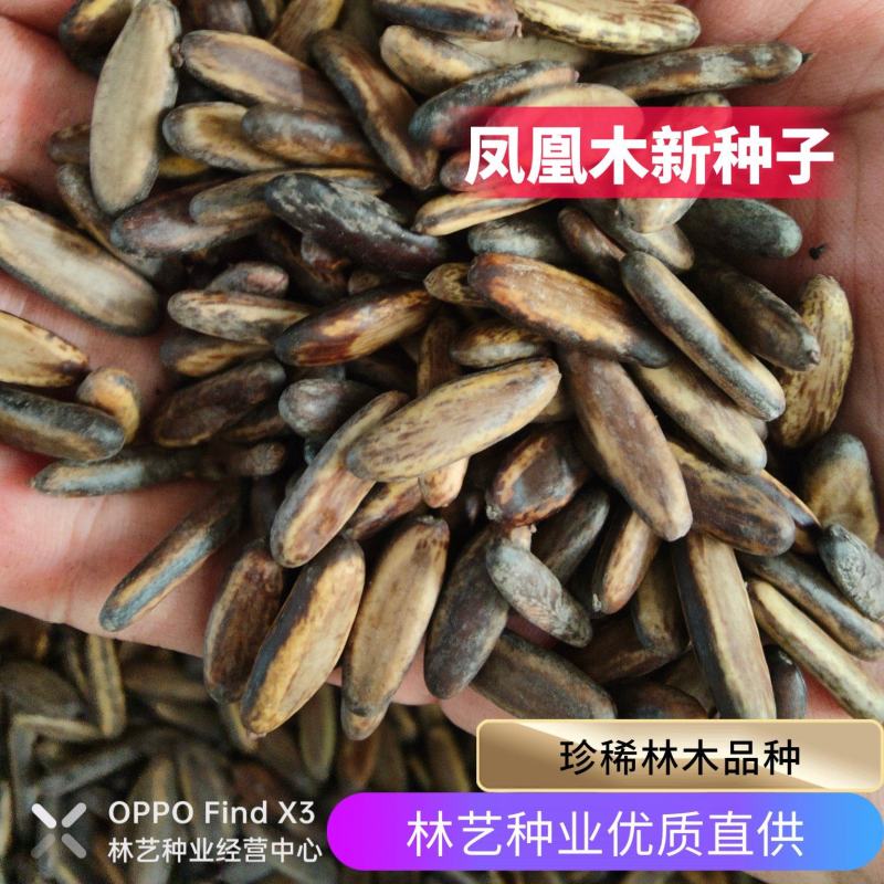 凤凰木树种子包邮红花楹树种子开红花树火树影树金凤景观绿化