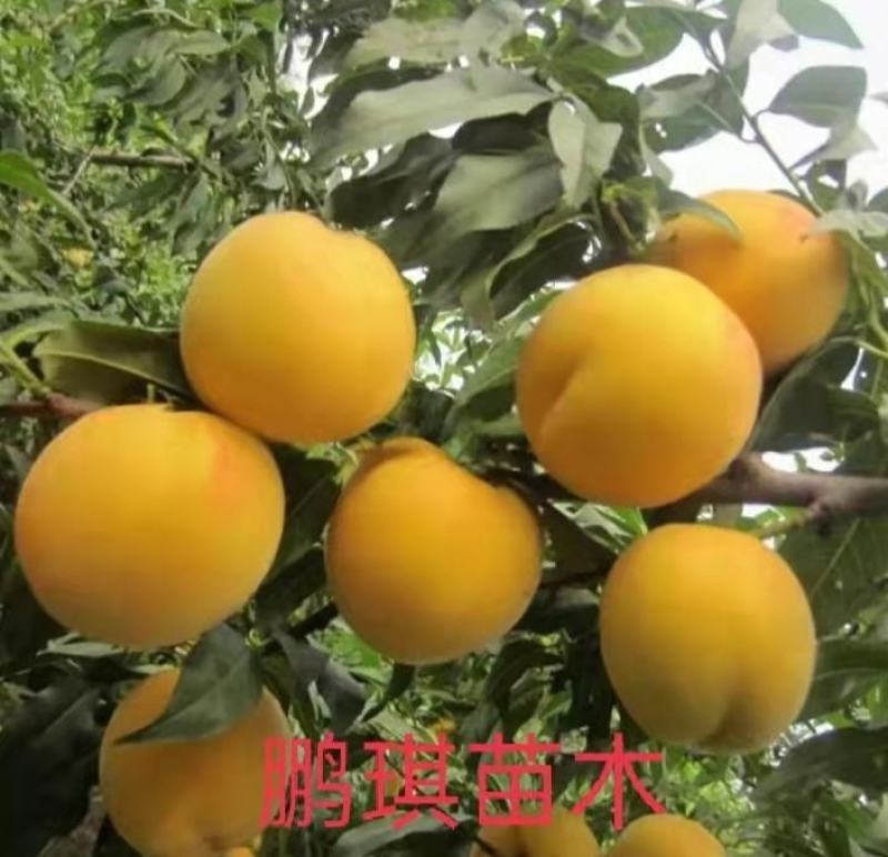 黄桃苗，金灿黄桃苗，6月上旬早熟采摘期长；金凤黄桃7月初