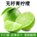 薄皮无籽青柠檬批发云南无子柠檬400亩基地塔西提泰式