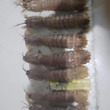 皮皮虾大量批发
