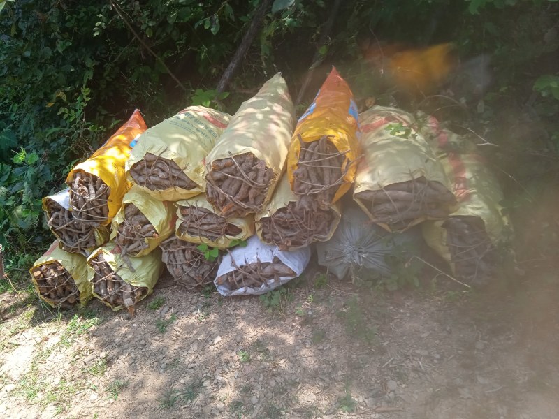 虎杖鲜货