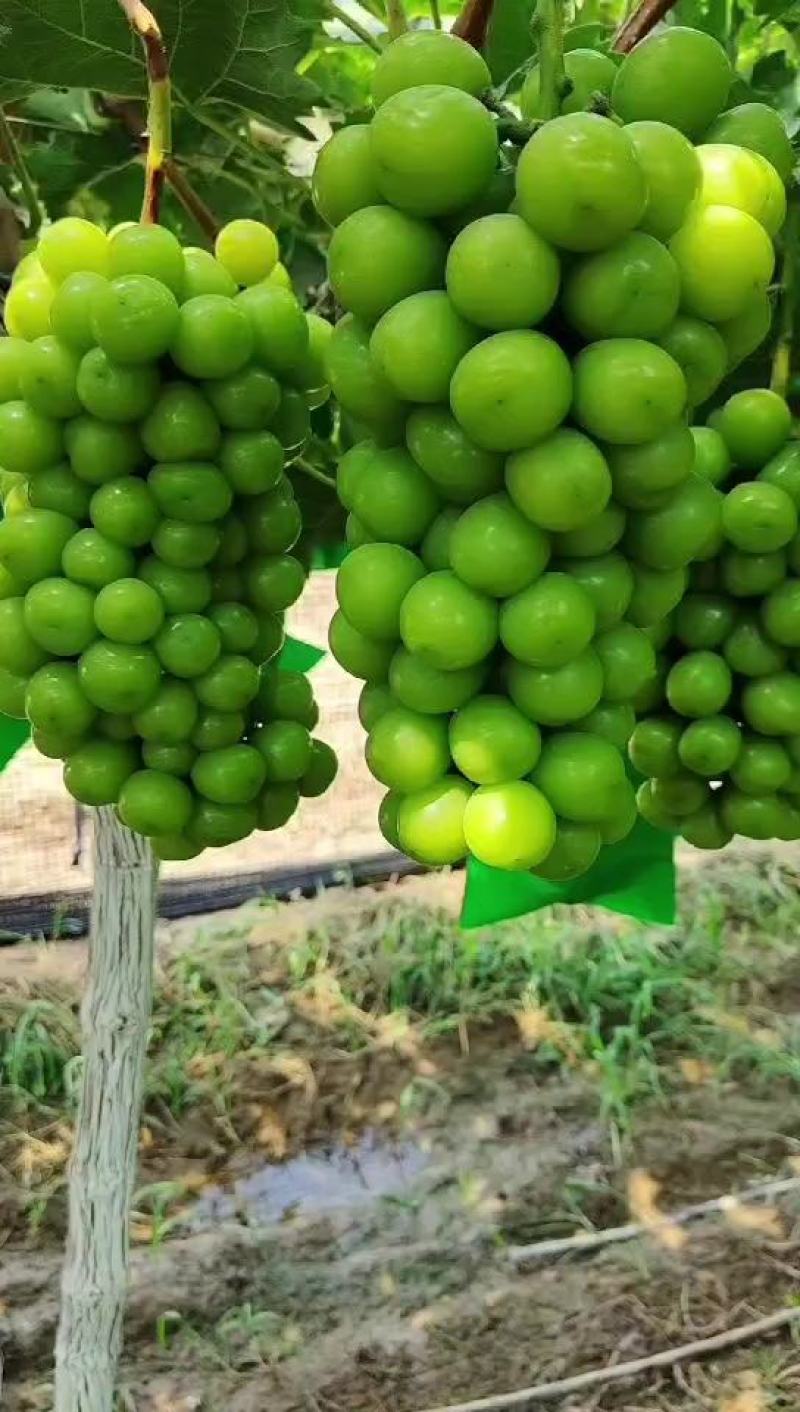 葡萄【陕西大荔精品阳光玫瑰葡萄】阳光玫瑰葡萄批发价格